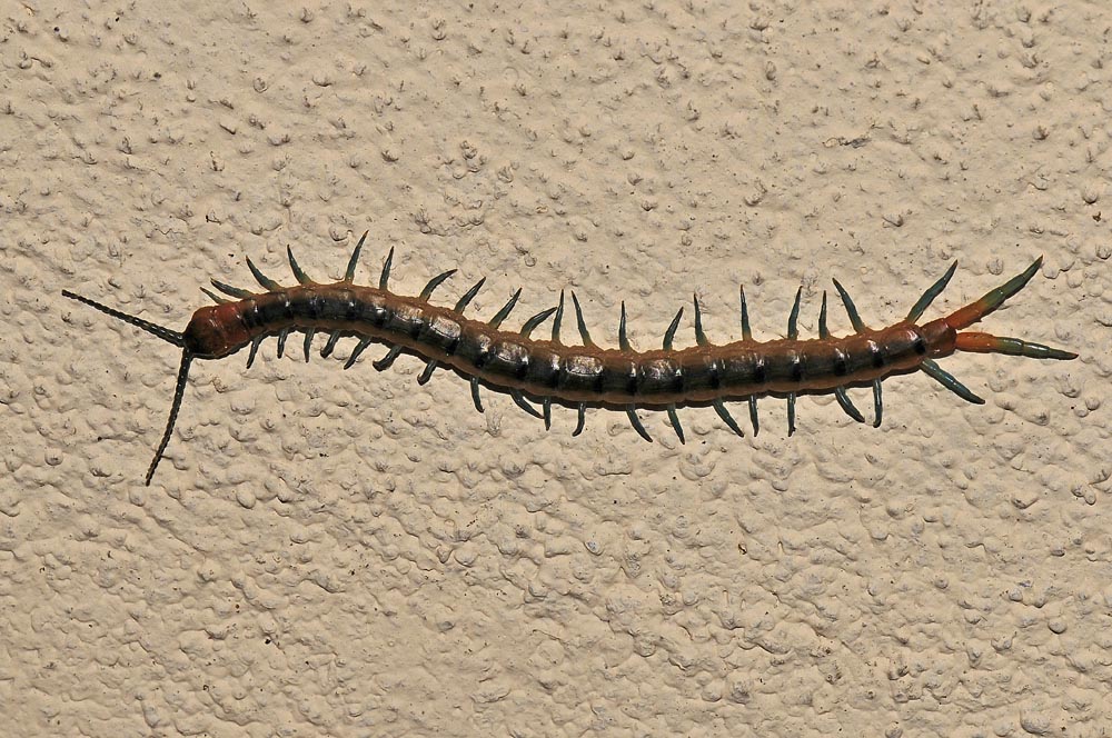 Scolopendra?